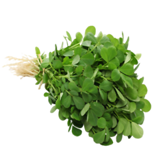 Fenugreek (मैथी पत्ता)